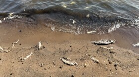 The bodies of dead fish line the beach and shallow water of the northeast shore of Mille Lacs Lake in this photo taken Aug. 8, 2026. A mortality event of at least 10,000 fish were reported by two separate people in the area on Aug. 8 and Aug. 12.