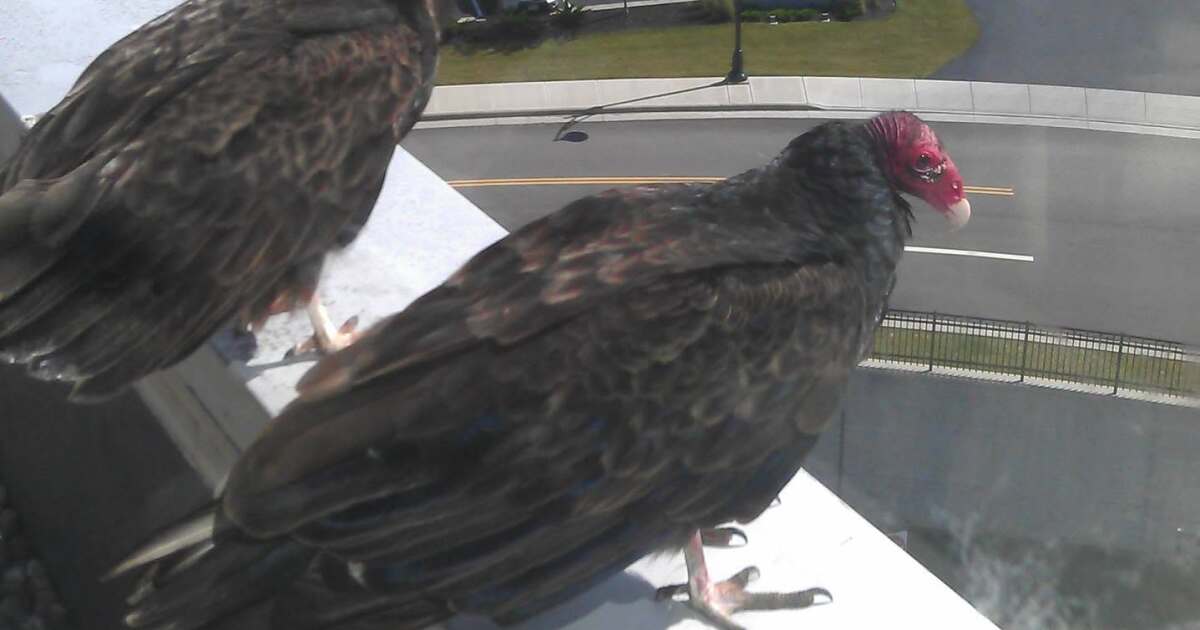 OKI Wanna Know: What are those birds and where are they going?