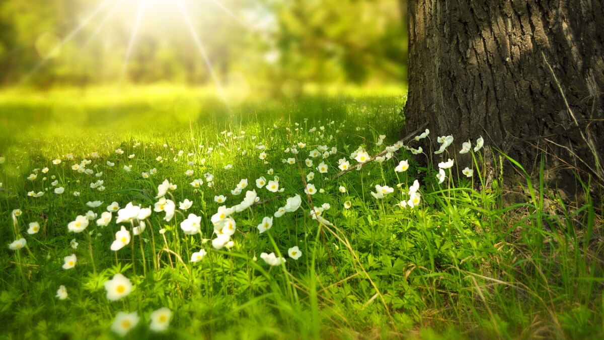 Listen tonight: Looking forward to summer - Vimarsana News