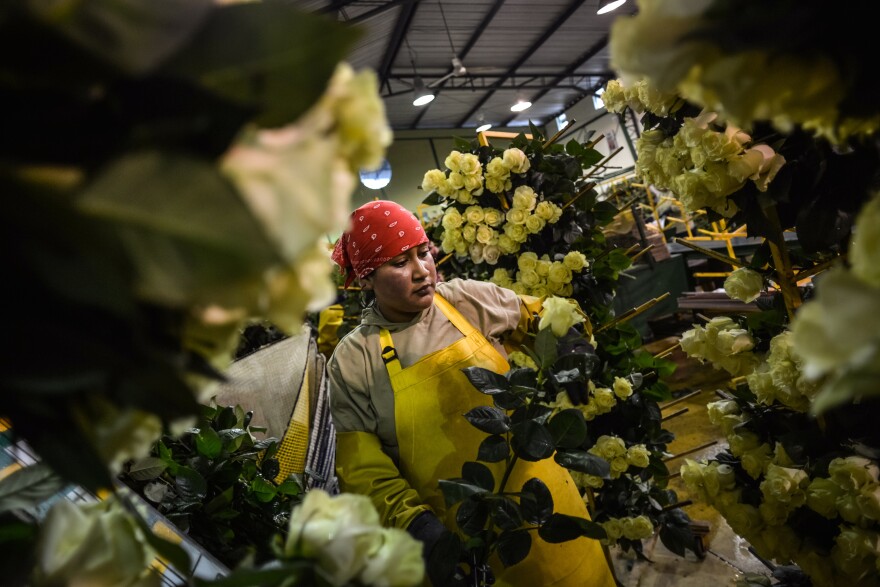 Ecuador is the second-largest exporter of cut flowers to the U.S. Here Consuelo Cabezas, then 33, sorts roses at an industrial farm in Cayambe, Ecuador, in June 2013.