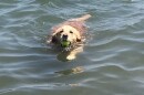 A golden retriever is swimming in a lake with a tennis ball in her mouth