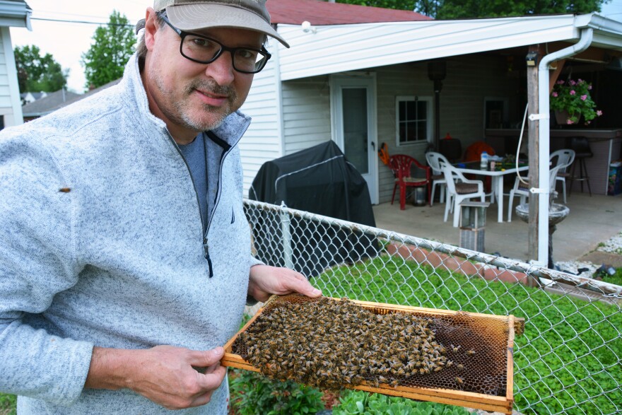 Scott Allred, a beekeeper in Wildwood, collects wayward bee swarms in his free time, like this one he netted in a backyard on May 18, 2020.