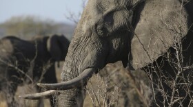 In this file photo taken Friday, Sept. 30, 2016, an elephant walks through the bush at the Southern African Wildlife College on the edge of Kruger National Park in South Africa. The Chinese government said in a statement released on Friday Dec. 30, 2016, it will shut down its official ivory trade at the end of 2017 in a move designed to curb the mass slaughter of African elephants.(Denis Farrell/AP)