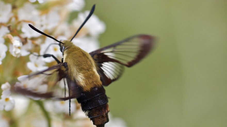 Hummingbird moth — <em>Hemaris gracilis</em>