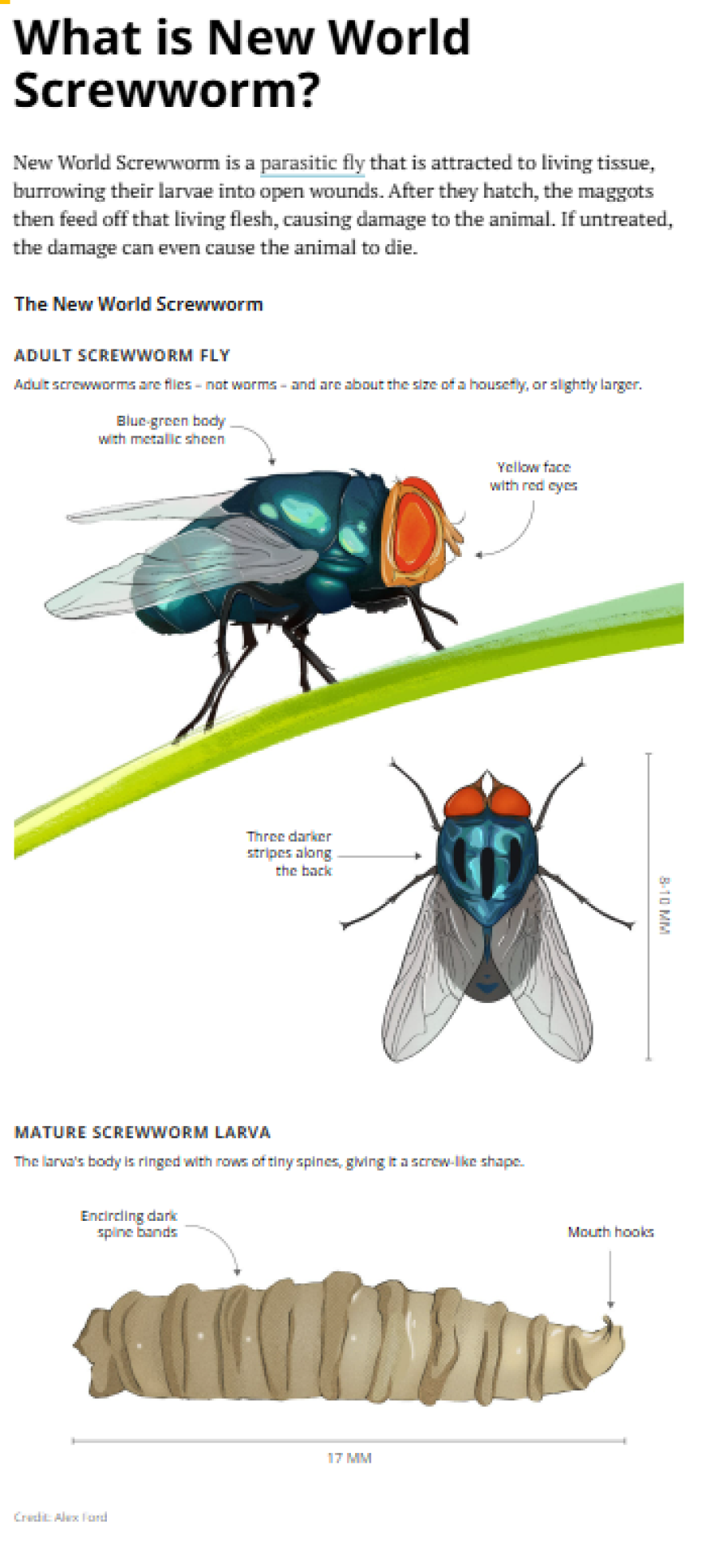 New World Screwworm is a parasitic fly that is attracted to living tissue, burrowing their larvae into open wounds. After they hatch, the maggots then feed off that living flesh, causing damage to the animal. If untreated, the damage can even cause the animal to die. Screwworm can also burrow through openings in the skin, such as the corner of an eye or through the nose.