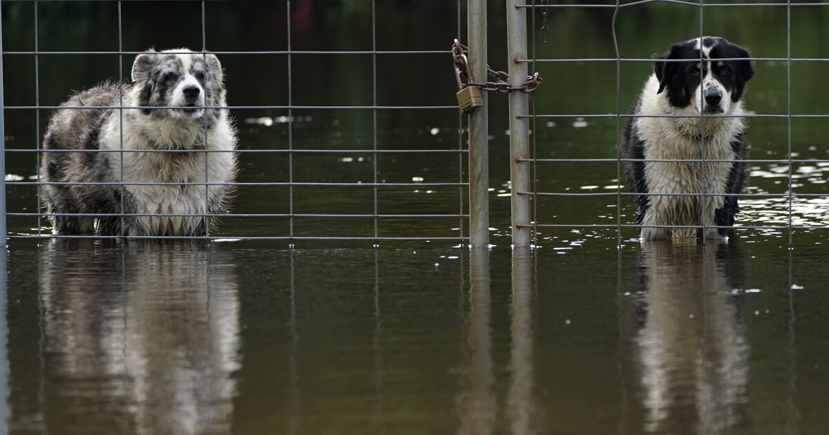 How to keep your pets safe during a storm | WLRN