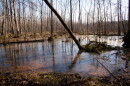 Thirty acres of wetland fill the middle of the West Branch Nature Preserve.