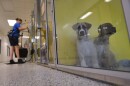 Morgan McGehee cleans a kennel at KC Pet Project Thursday morning. Because of the overcrowded conditions, she says it can take up to three time longer than usual for workers there to complete the daily kennel cleaning.