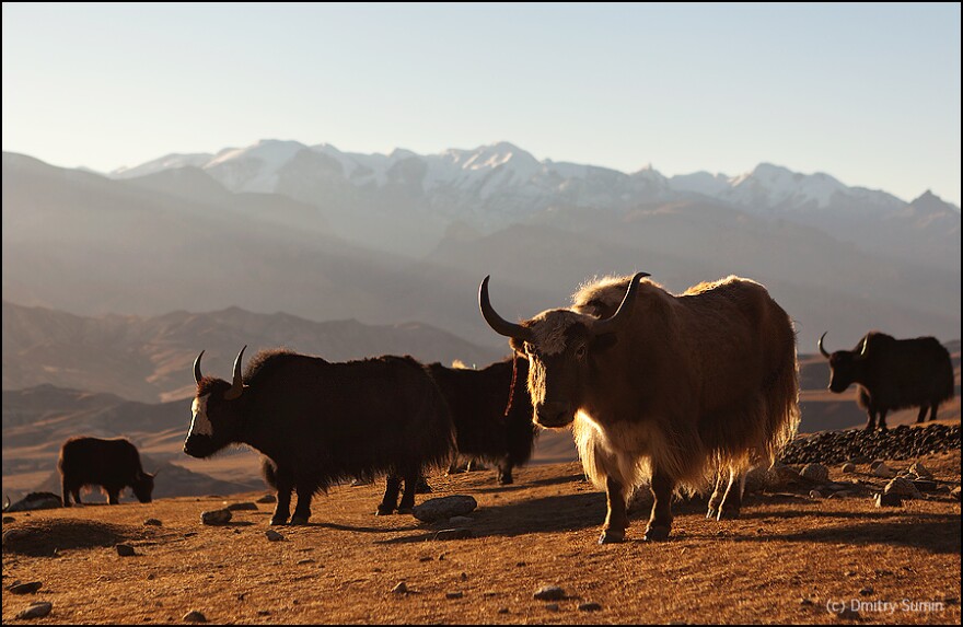 More than a symbol of Tibetan culture, the yak is a hardy bovine, with shaggy fur and pointed horns.