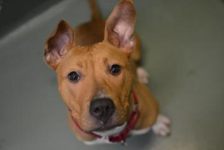 PAWS dog available for adoption