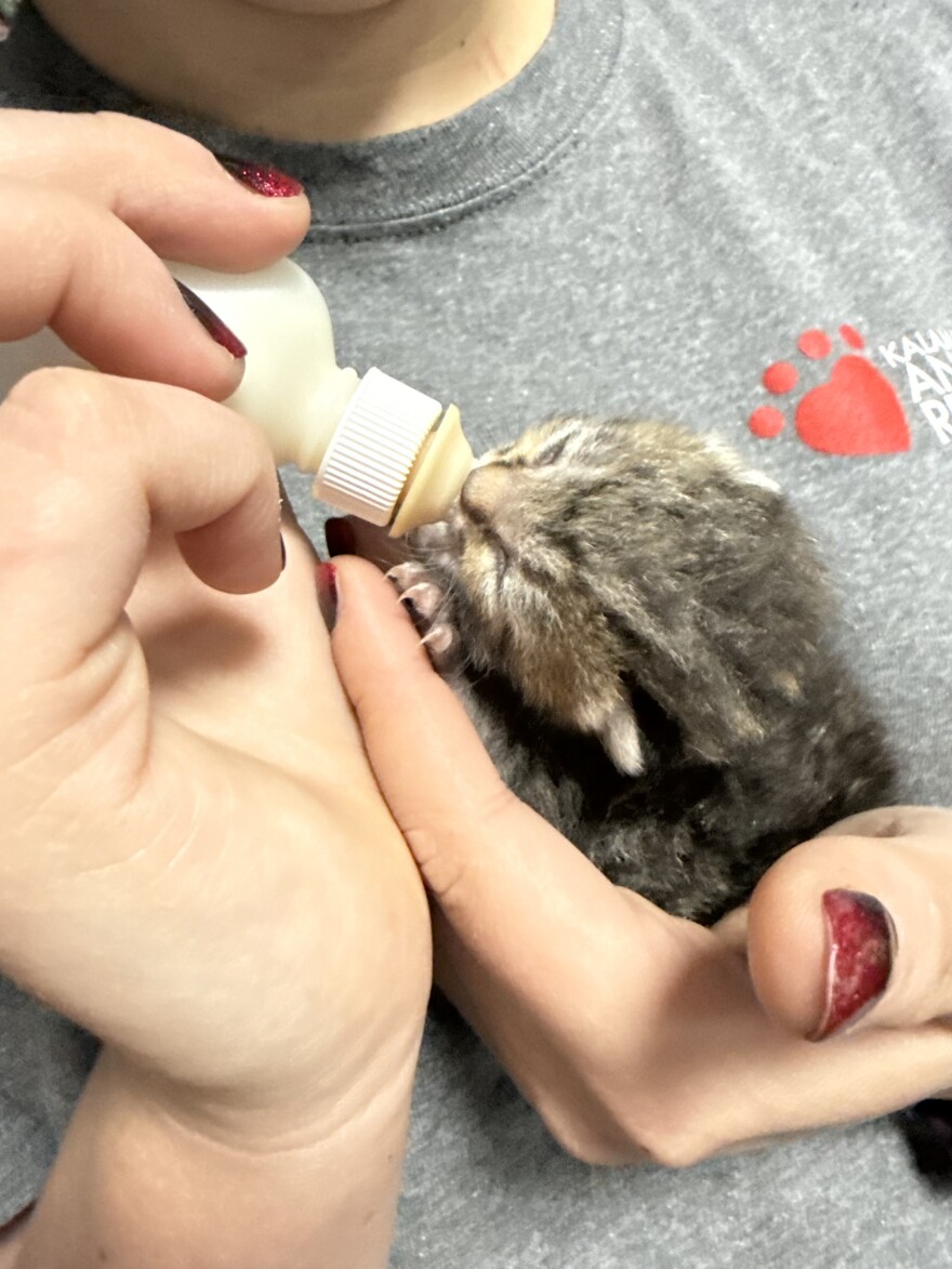 A Kalamazoo Animal Rescue volunteer bottle-feeds a kitten