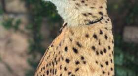 Last Saturday (Sept. 28, 2024) , “Diesel,” Zoo Miami’s 12-year-old male ambassador cheetah, was euthanized after his care team reported extreme lethargy and a loss of appetite lasting several days, according to zoo officials.