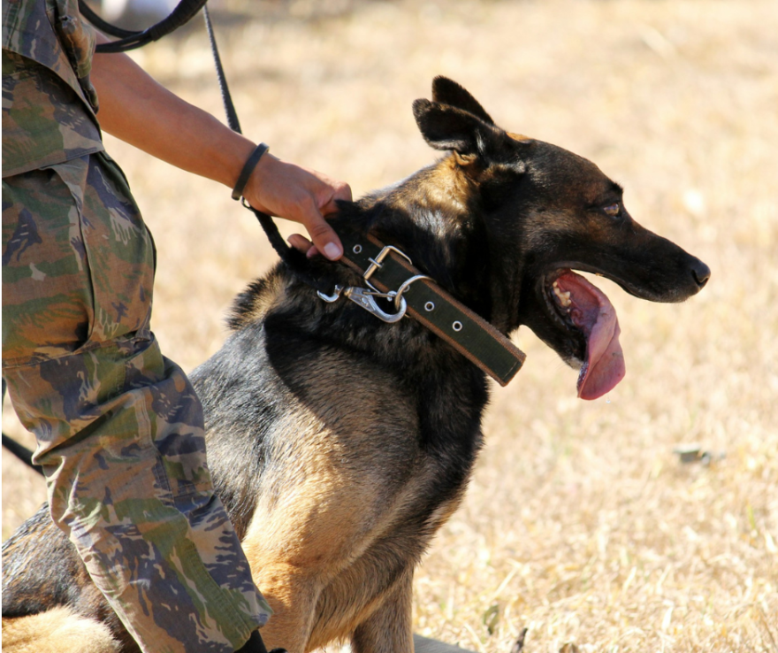 Image of a military working dog trainer with their dog.