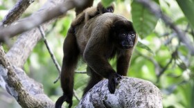 A brown woolly monkey and its baby in the Yasuni National Park.