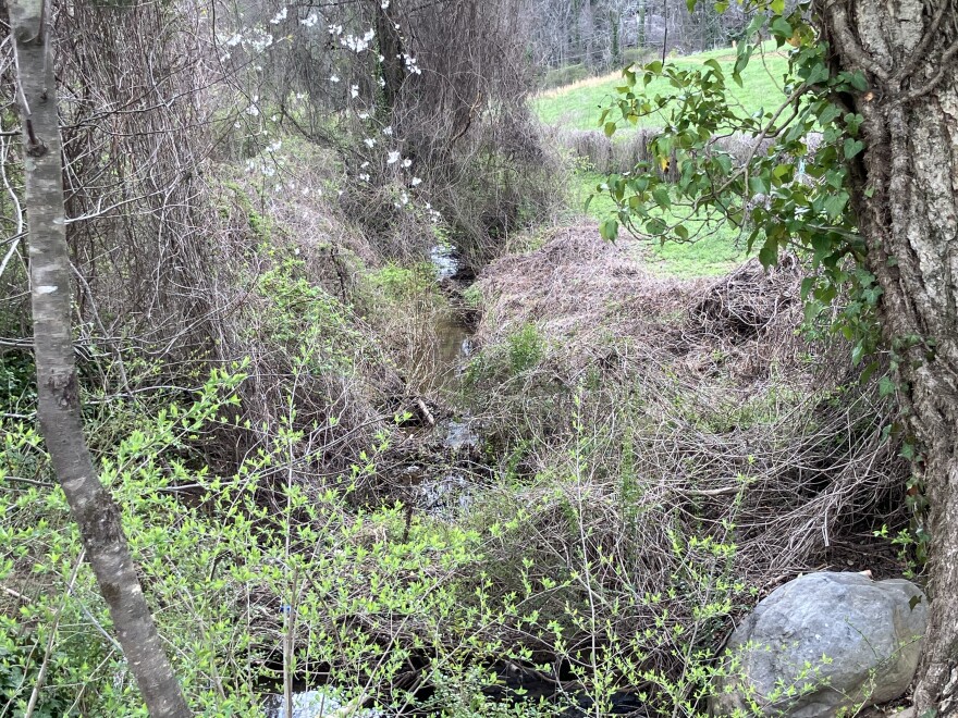 Vines cover a segment of Peter's Creek