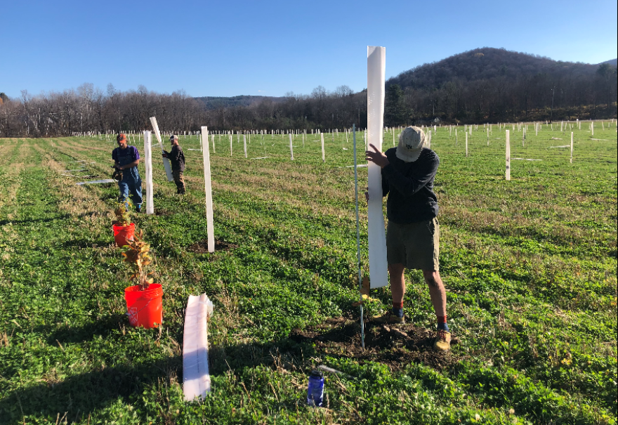 Bruce Shenker planting chestnut trees at Breadtree Farm