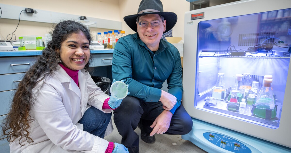 SIU team gets $170K grant to continue research to stop toxins from harmful algae blooms