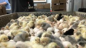 Thousands of chicks are delivered through mail at Cackle Hatchery in Lebanon, Missouri.