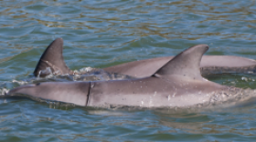 This year, the Indian River Lagoon has seen a surge in the number of dolphins killed by fishing lines.Source: Hubbs Seaworld Research Institute