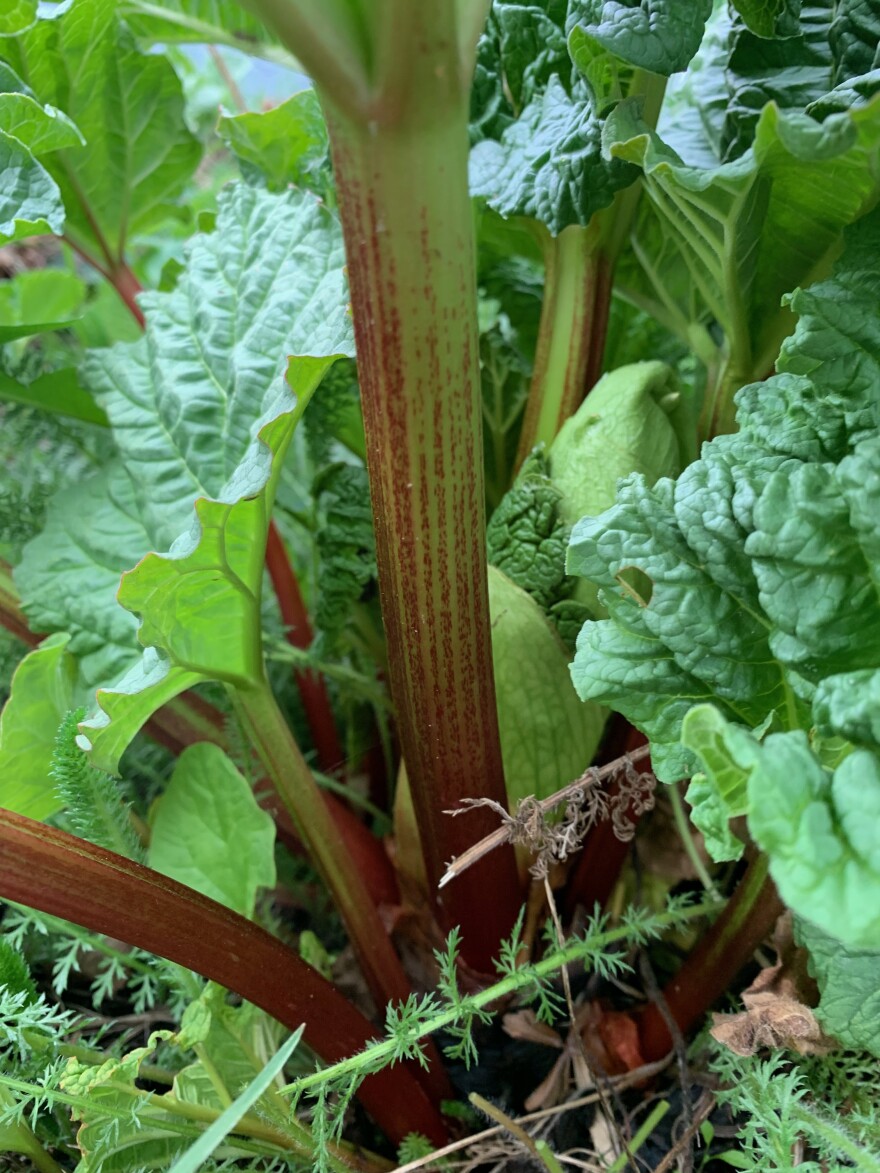 Rhubarb