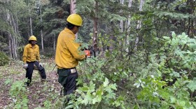 two people in uniforms and yellow hard hats cut down trees