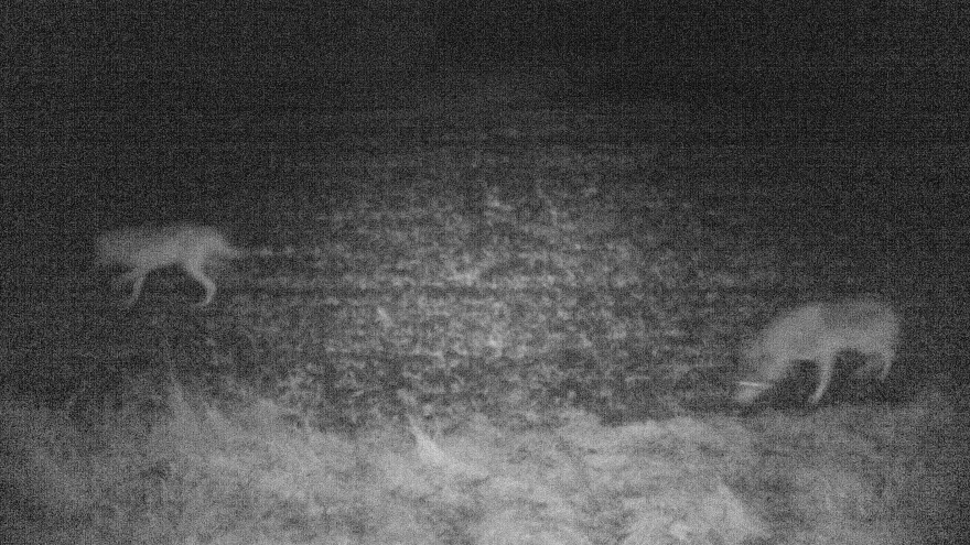 Two wolves, as caught in night-vision footage by a game camera in West Jutland, Denmark. Scientists say that since 2012, they have confirmed at least five different wild wolves in the country — four males and one female.