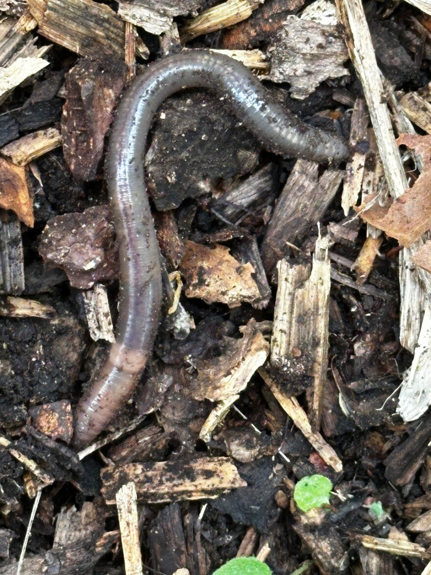 Jumping worm on top of woodchips and soil. 