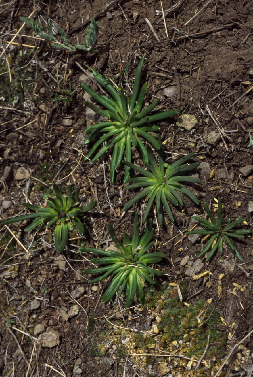 Bitterroot rosettes.