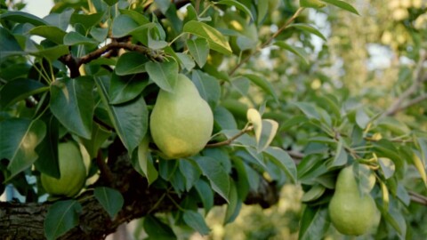 Bartlett pears suck up the last bit of energy from their trees just ahead of harvest near Hood River, Oregon, in August 2018.