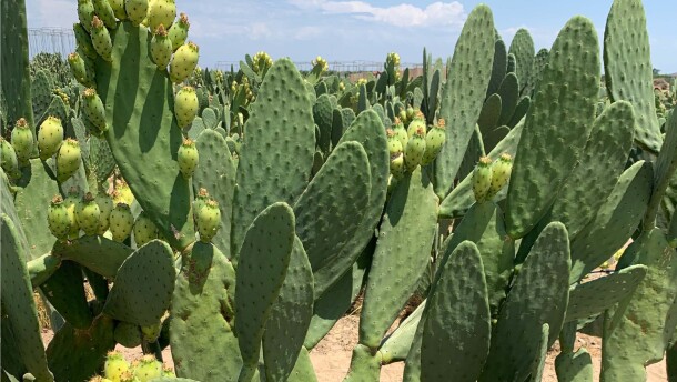 This is a close up image of a field of cactus pear plants, which are green with little spikes. 
