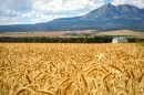 Dryland farming techniques can work for small grains, such as the wheat seen here in one of Shay Lewis’ fields, Aug. 20, 2024. Alfalfa, however, needs to be irrigated in Utah’s dry climate.