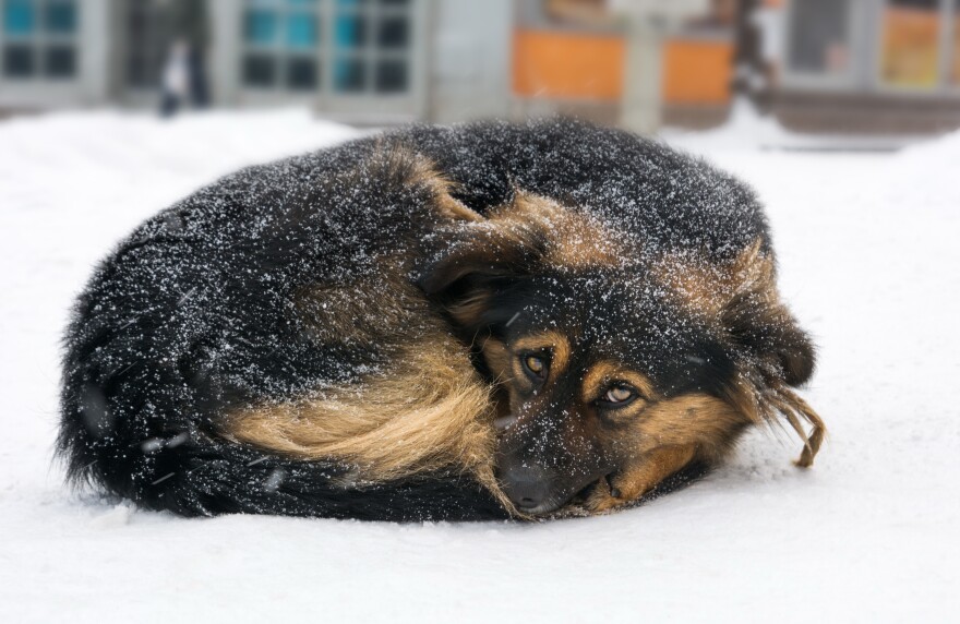 This stock photo shows a dog outdoors in cold weather.