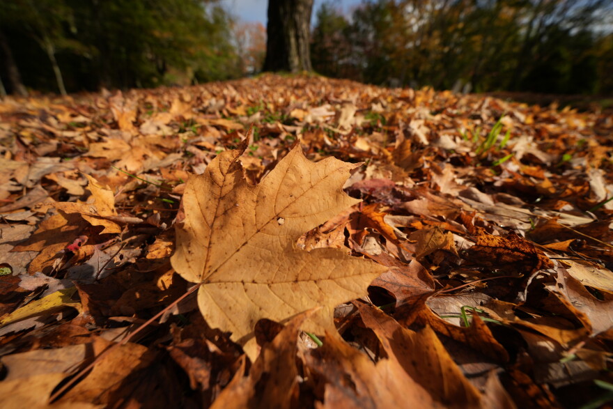 Maple leaves carpet the ground at a cemetery in Freeport, Maine, Wednesday, Oct. 14, 2026.