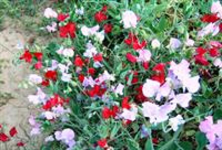 Sweet peas are among the most fragrant of the cool-season flowers. 