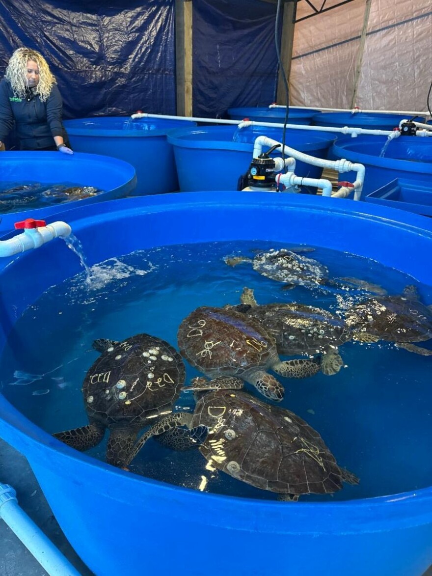 Half a dozen cold-stunned sea turtles swim in a blue tank 
