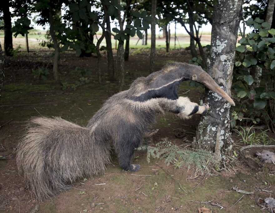 In this photograph, which the museum says was provided by an anonymous third party, the stuffed animal at the heart of the controversy offers a sly pose for the camera — or might have, one imagines, had it been an actual living creature.