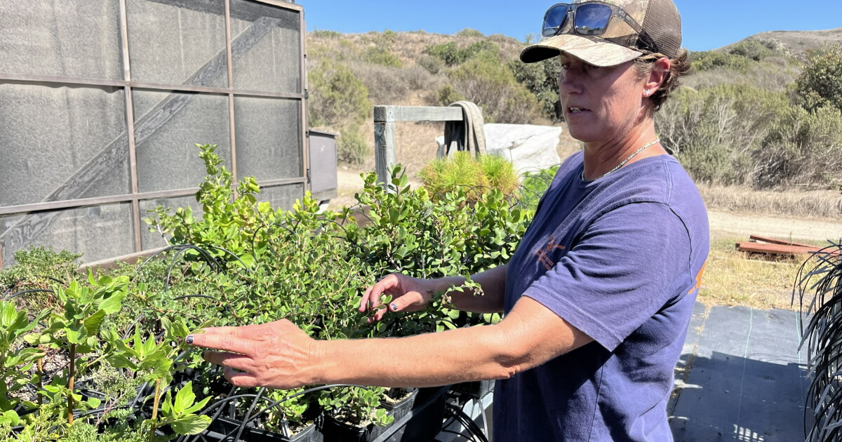Scientists are working to preserve Santa Rosa Island’s Torrey pines