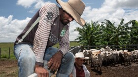 Colombian cowboys are known as <em>llaneros</em>, Spanish for plainsmen.