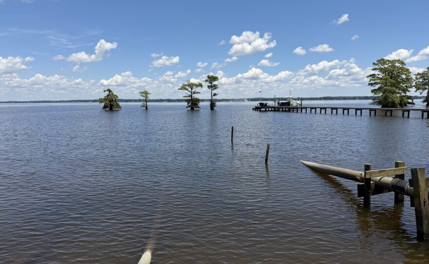 The Chowan River on Wednesday, June 24, 2026. To the left is Norman Perry's personal dock and boat. Perry points to the trees standing in the middle of the river: "Those trees were born on land ... so you can see how far the shoreline has eroded over time."