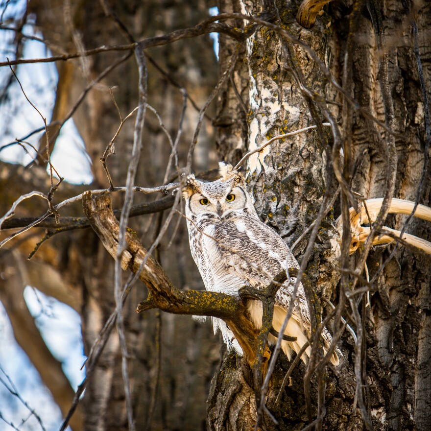 A great horned owl perched on a branch in a tree