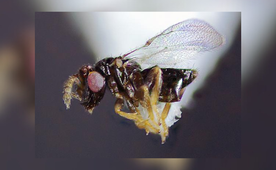 Phymastichus coffea, a minute parasitic wasp that eats coffee berry borers alive.