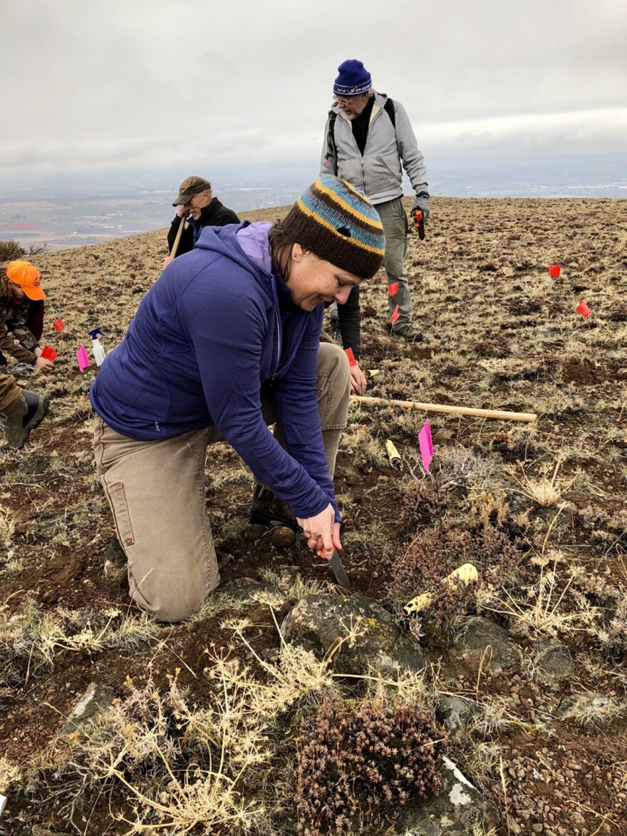 Emily Orling, a biologist with the U.S. Fish and Wildlife Service, plants Umtanum desert buckwheat at the Cowiche Canyon Conservancy.