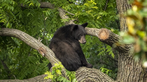 A black bear sits in a tree while police attempt to keep it in place until wildlife authorities can arrive on scene in the residential Brookland neighborhood in Northeast Washington, in Washington, Friday, June 9, 2023. The bear was eventually tranquilized by the Humane Rescue Alliance and taken away in a cage by the Smithsonian's National Zoo. (AP Photo/Andrew Harnik)