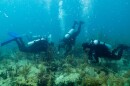 A team of researchers from University of Miami's Rosenstiel School of Marine, Atmospheric, and Earth Science planted the first internationally crossbred coral in Florida's Biscayne Bay.