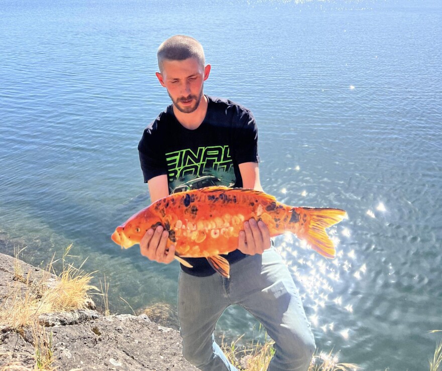 An angler holds a just-caught koi.