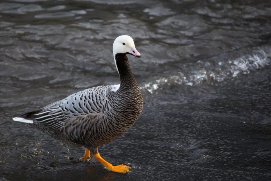 Emperor goose in Gibson Cove.