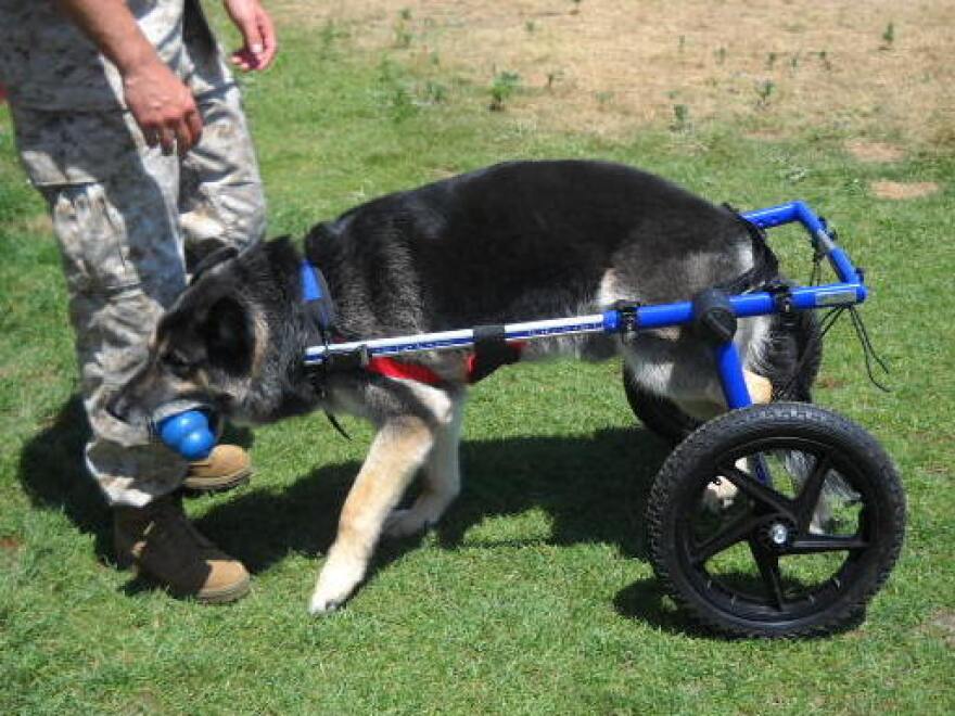 Rocky lost the use of his hind legs during his service as a military working dog. To assist his chances for adoption, he has been outfitted with a dog wheelchair.