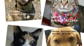 forever_home_pets