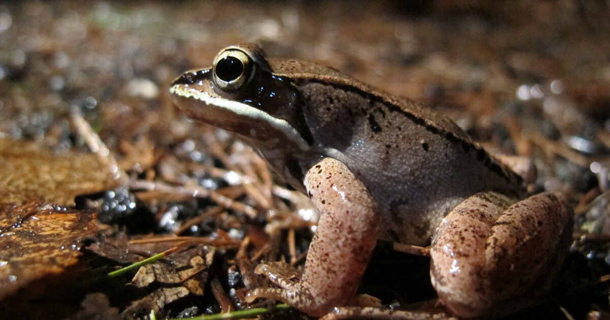 Something Wild Frozen Wood Frogs Thaw Out New Hampshire Public Radio