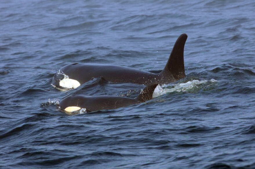 FILE - Southern Resident killer whale J50 and her mother, J16, swim off the west coast of Vancouver Island near Port Renfrew, B.C. on Aug. 7, 2018. Teams searched Thursday, Sept. 13, 2018, for the sick, critically endangered orca in the waters of Washington state and Canada, but a scientist who closely tracks the population in the Pacific Northwest said he believes the whale, known as J50, has died. New research suggests that inbreeding may be a key reason that the Pacific Northwest's endangered population of killer whales has failed to recover despite decades of conservation efforts. The so-called "southern resident" population of orcas stands at 73 whales. That's just two more than in 1971, after scores of the whales were captured for display in marine theme parks around the world. (Brian Gisborne/Fisheries and Oceans Canada via AP, File)